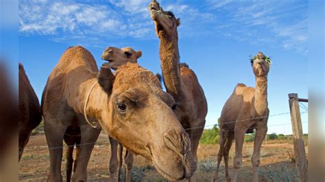 astonishing story of australian camels and why thousands of them are shot dead routinely india