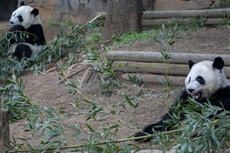 Panda Updates Monday April 30 Zoo Atlanta