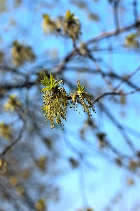 Green Spring Buds Ash Tree Stock Image Image Of Fraxinus 39987229