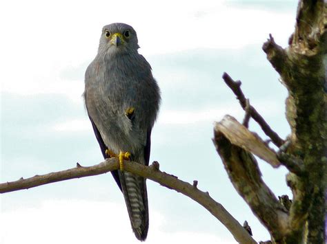 Grey Kestrel Falco Ardosiaceus Murchisons Falls Np Uga Flickr