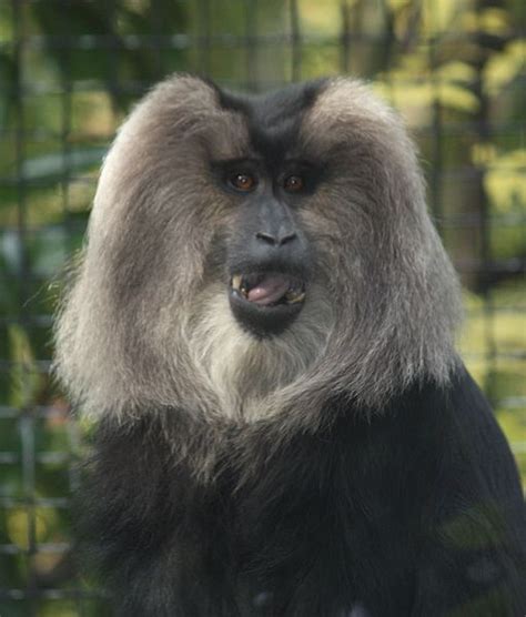 A place where a variety of plants are grown, primarily for scientific or educational reasons, but are normally open to the public, and include ornamental plants from around the world. Lion-tailed Macaque | Cincinnati Zoo and Botanical Garden ...