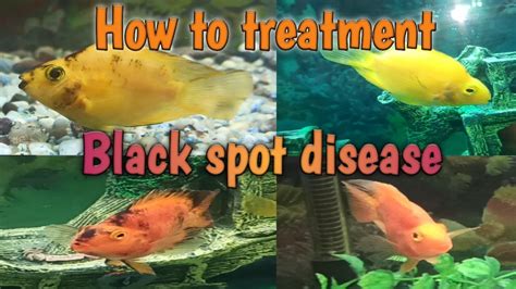 Black Spot Disease Cichlid Treatment Best Games Walkthrough