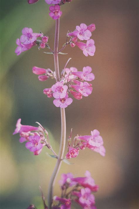 A Whisper Of Pink Photograph By Saija Lehtonen Fine Art America