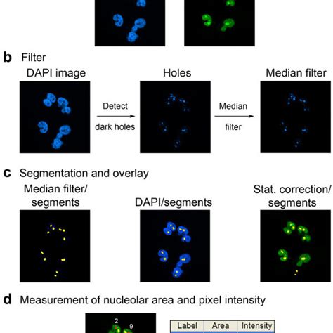 Pdf Computer Based Fluorescence Quantification A Novel Approach To