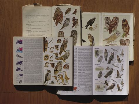 Bird Identification A Guide To The Guides British Wildlife