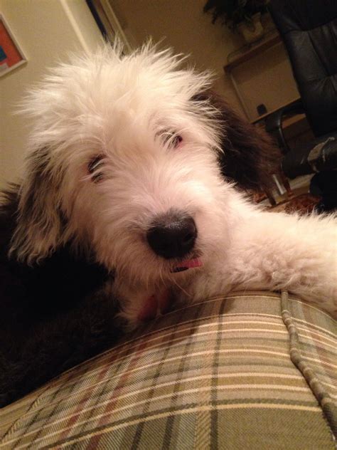 Old English Sheepdog Puppy Sheep Dog Puppy Old English Sheepdog