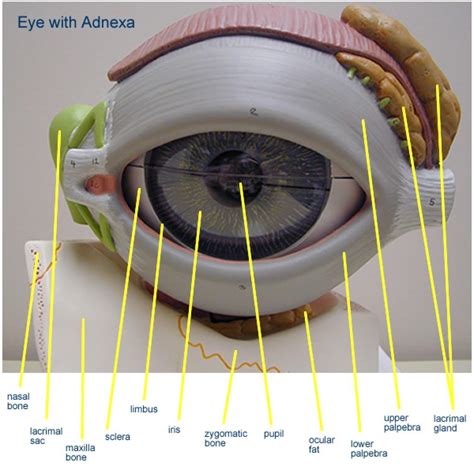 Eye Model Labeled Lacrimal Gland