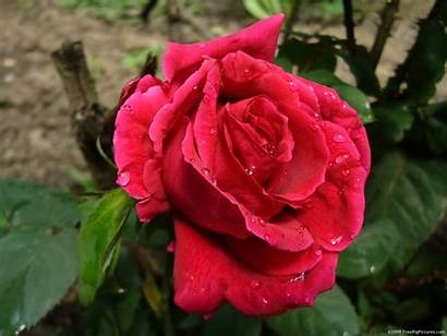 Dew Rose Roses Garden Flower Petals Rosa