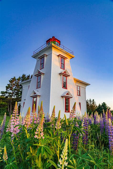 85x11 Lupins In Front Of A Lighthouse A Pei Print Prince Etsy