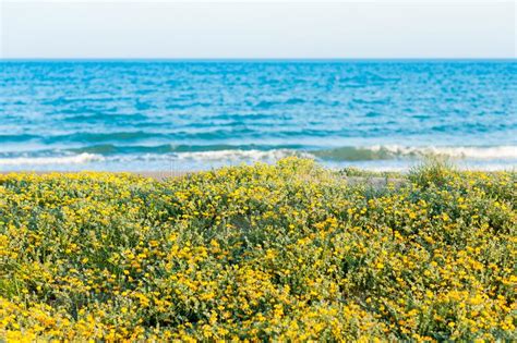 Fiori gialli mediterranei / ammorbidente fiori mediterranei 5lt sanitec / e' una sempreverde di origine mediterranea, può raggiungere i. Fiori Gialli E La Spiaggia Sul Mar Mediterraneo. Immagine ...