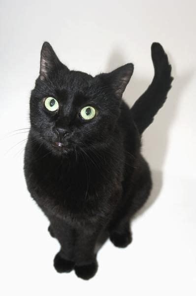 13 Reasons To Love Black Cats E Love Cats