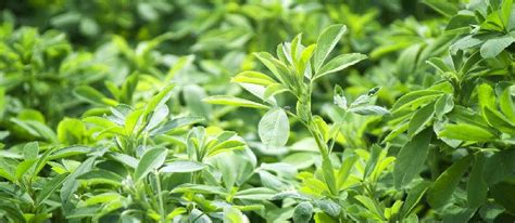 The Amazing Health Benefits Of Alfalfa Grass Knowledge Yt Xian