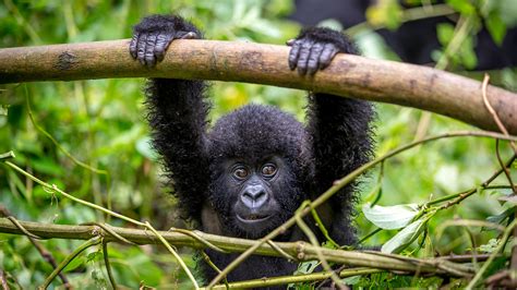 Congos Rare Mountain Gorillas Cant Catch A Break Grist