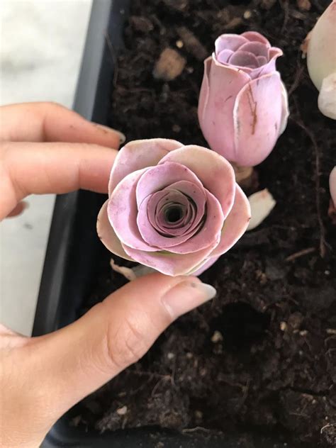 You Can Buy These Rare Pink Succulents That Look Like Roses On Etsy