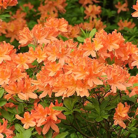 1 X Orange Azalea Japanese Evergreen Shrub Hardy Garden Plant In Pot Ebay