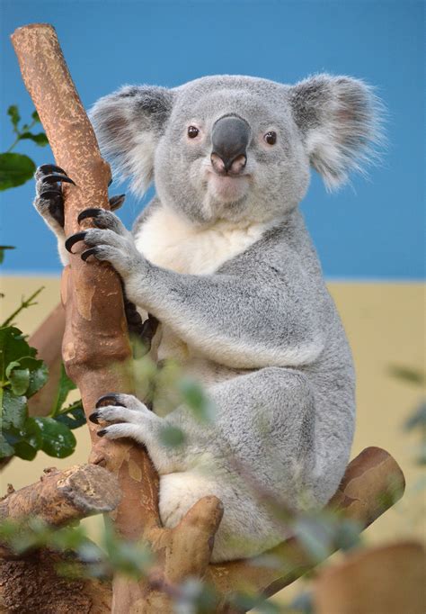 Koala Wikipédia