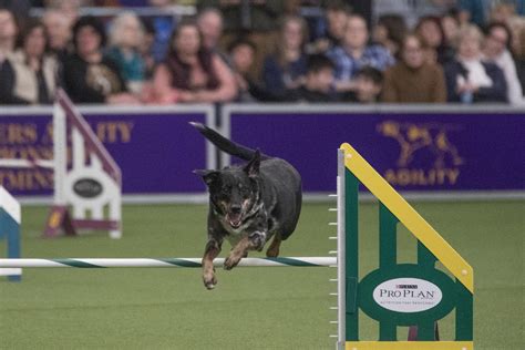Border Collie Trick Wins Agility At Westminster Dog Show