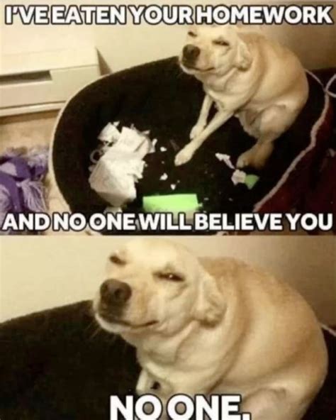 Hahaha 🤣 Funny Animal Jokes Funny Animal Quotes Funny Dog Memes