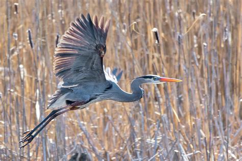 Great Blue Heron Flying Photograph By Bill Wakeley Pixels