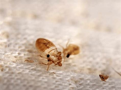 Bed Bug Shells Size Appearance And Everything You Need To Know