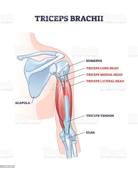 Triceps Brachii Muscle With Human Arm And Shoulder Bones Outline Diagram Stockvectorkunst En