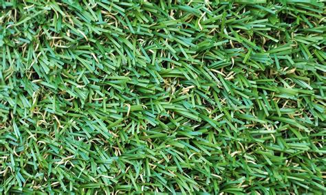 Another major difference among grasses is the type of photosynthetic pathways they use. Different Types of Grass And How To Care For Them | Best of Machinery