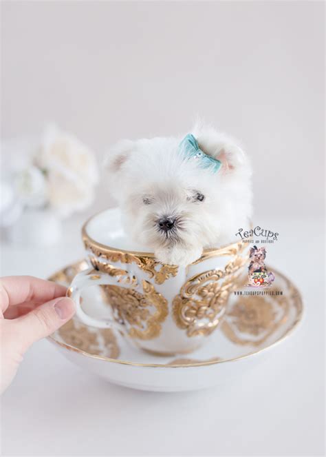 Teacup Maltese Puppy For Sale Teacups Puppies And Boutique