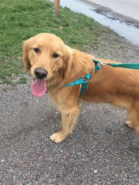 Different golden retriever harness materials. New birthday Harness. Golden Retriever Puppy | Golden ...