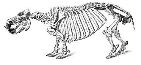 Free Images Hippopotamus Skeleton Animal Hippo