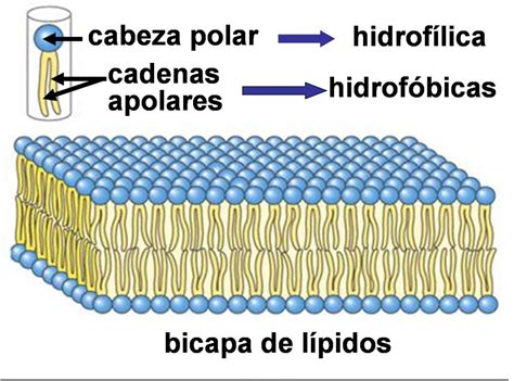 Biología De Bi La Membrana Citoplasmatica