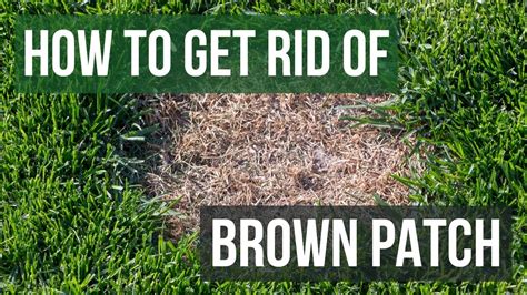 How To Treat Brown Spots In Lawn How To Bring Your Lawn Back To Life