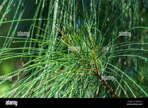 Australian Pine Tree Casuarina Equisetifolia Needles Closeup Davie