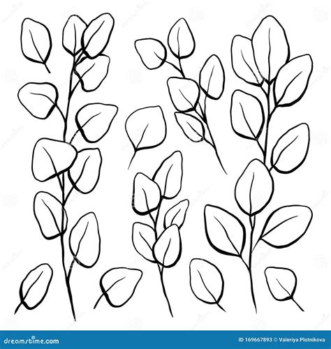 Botanical Line Illustration Of Eucalyptus Populus Set Of Outline