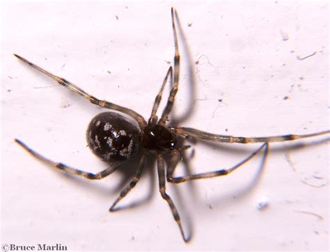 Cobweb Spider Steatoda Triangulosa North American Insects And Spiders
