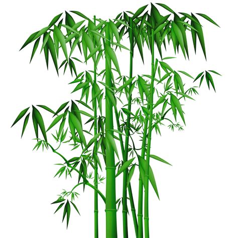 Bamboo Png Transparent Image Download Size 1417x1417px