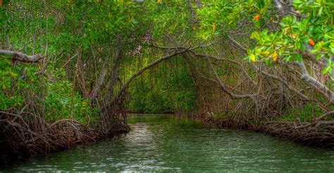 Greater Antilles Mangrove Ecoregion Lac Geo
