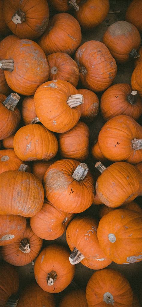 Download Orange Pumpkins Thanksgiving Iphone Wallpaper