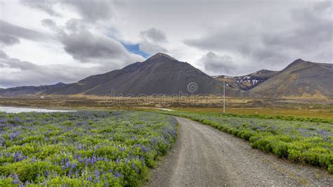 Mountain Landscape In Iceland Dirt Road Through Lupin Flower Field