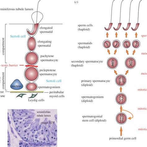 The Biology Of Spermatogenesis In The Rat A Schematic Drawing Of The