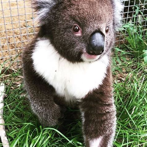 Adelaide Koala Rescue Adelaidekoalarescue Photos Et Vidéos
