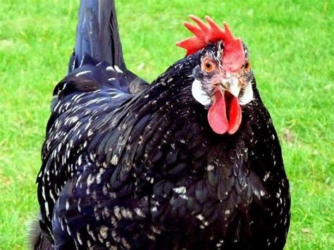 Top 7 Best Chicken Breeds That Lay White Eggs With Images