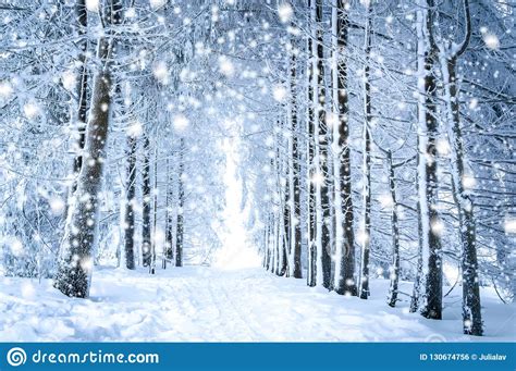 Magical Winter Landscape Path In The Snowy Forest With