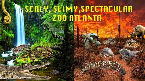 Uncaged Zoo Tours Scaly Slimy Spectacuclar At Zoo Atlanta