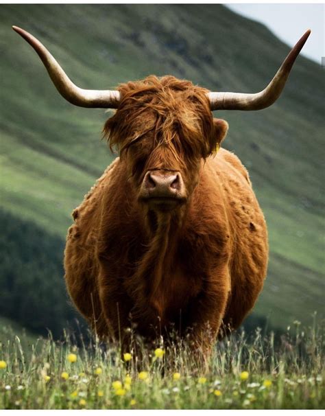 Scottish Highlands Wild Animals Photos Highland Cow Animal Of Scotland
