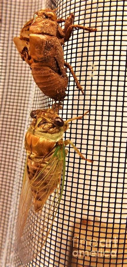 Adult Cicada And Shed Shell August Indiana Photograph By Rory Cubel