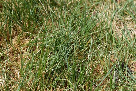 Cody Buffalo Grass