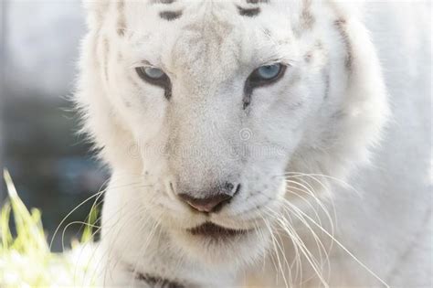 Bengal White Tiger Close Up Panthera Tigris Tigris Stock Photo Image