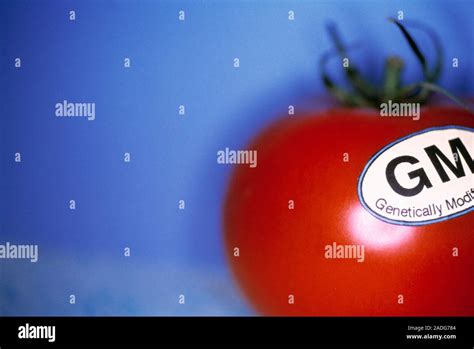 Genetically Modified Tomato Conceptual Image Representing A