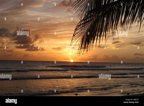 Palm Trees On The Beach At Sunset Hasting Barbados Caribbean Stock