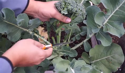7 Steps To Plant Broccoli From Seed To Harvest Complete Guide